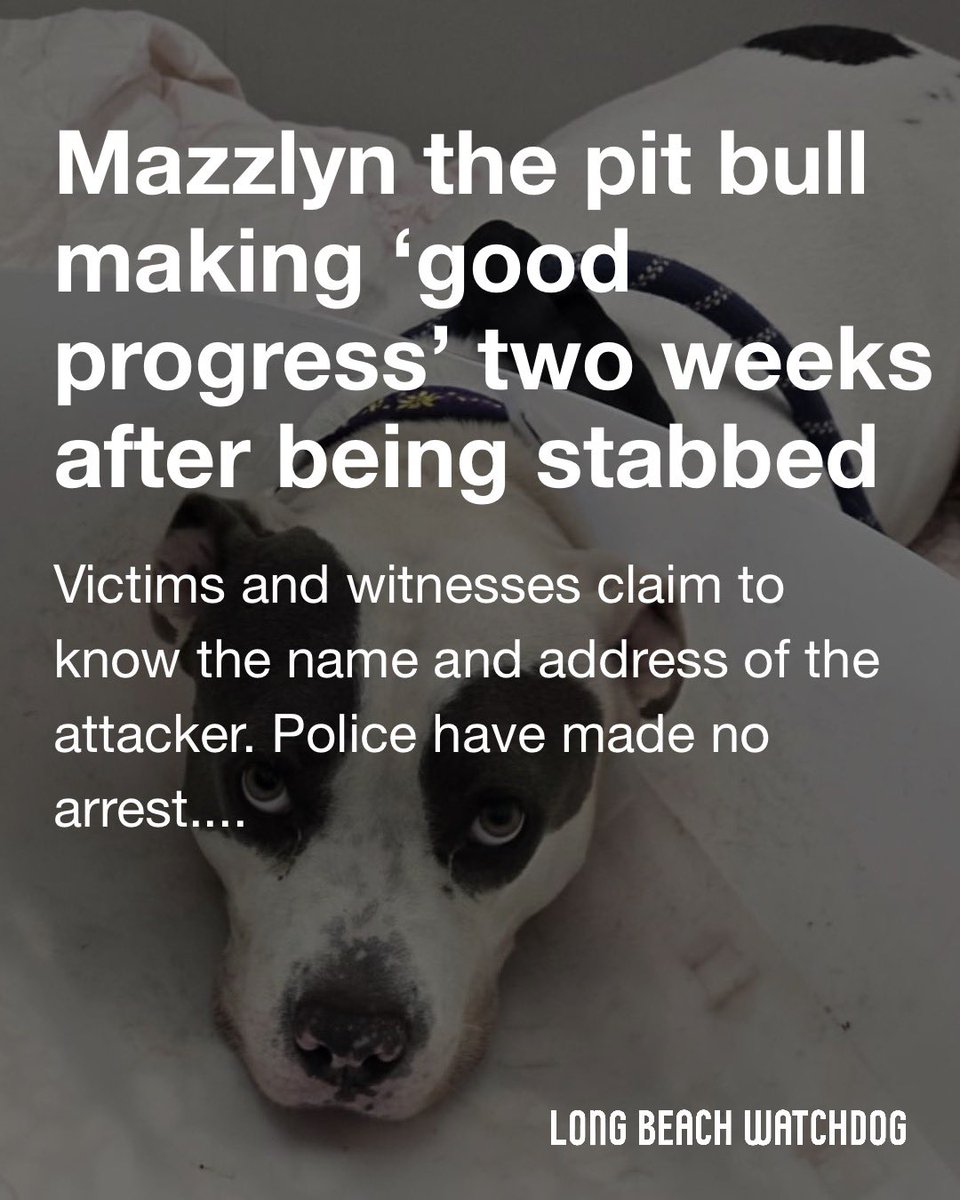 Long Beach Watchdog (@lbwatchdognews) on Twitter photo A 5-year-old dog is still recovering two weeks after being stabbed when her owner and his friends were approached by a man with a knife in the North Alamitos Beach neighborhood.
Read more from <a href="/_Brandon_E/">Brandon E Richardson</a> on the Watchdog. lbwatchdog.com/mazzlyn-the-pi… A 5-year-old dog is still recovering two weeks after being stabbed when her owner and his friends were approached by a man with a knife in the North Alamitos Beach neighborhood.
Read more from <a href="/_Brandon_E/">Brandon E Richardson</a> on the Watchdog. lbwatchdog.com/mazzlyn-the-pi…