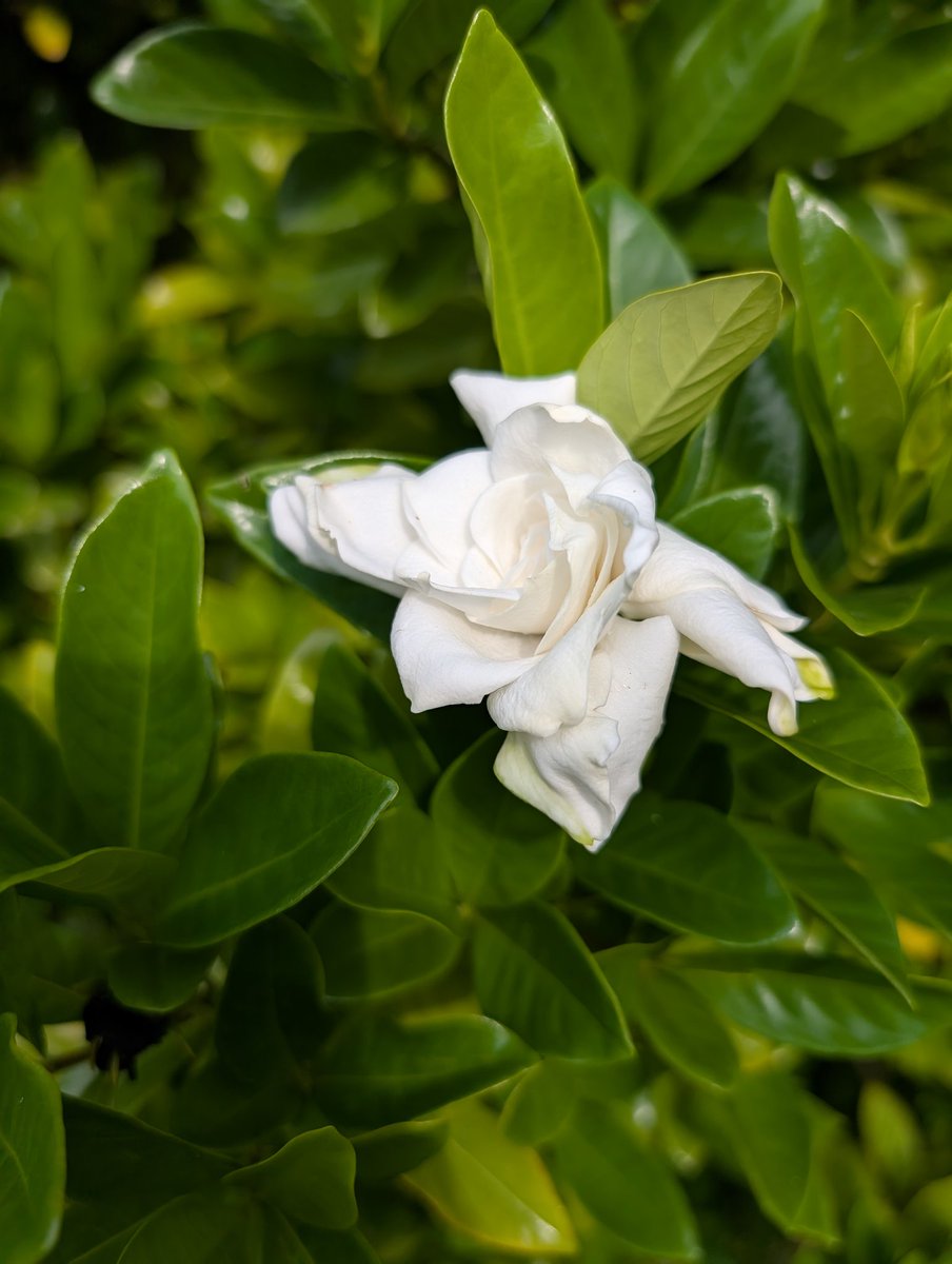 The gardenias by the back porch are blooming 😊
Interesting how they don't bloom at the same time as the ones in front of the house.