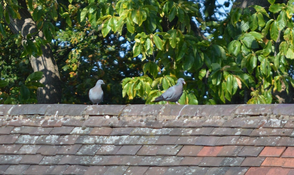 Stock doves on a neighbouring roof ,no shortage of these charming doves around the garden.🥰