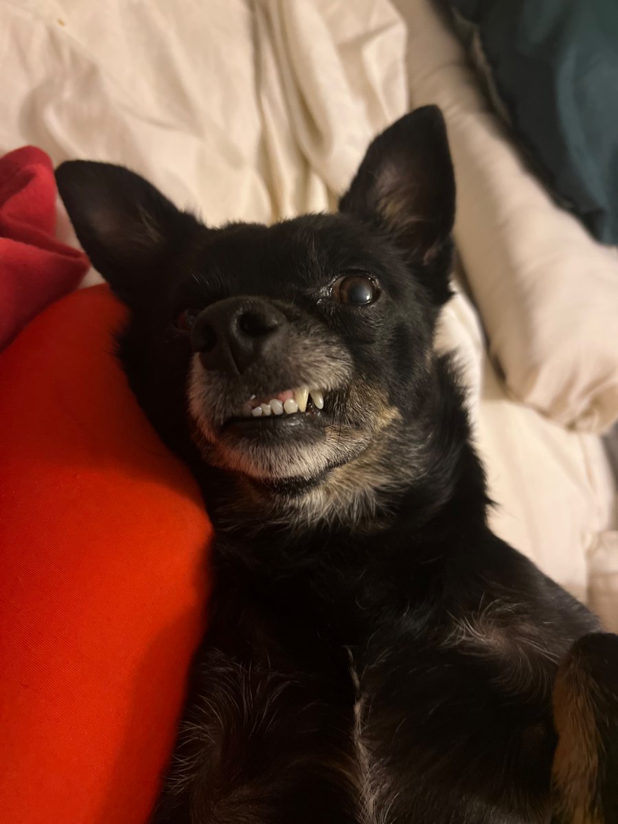 DariusVojdani's tweet image. This weekend I found a bad mofo walking the crik line w/ man’s Best of friends!