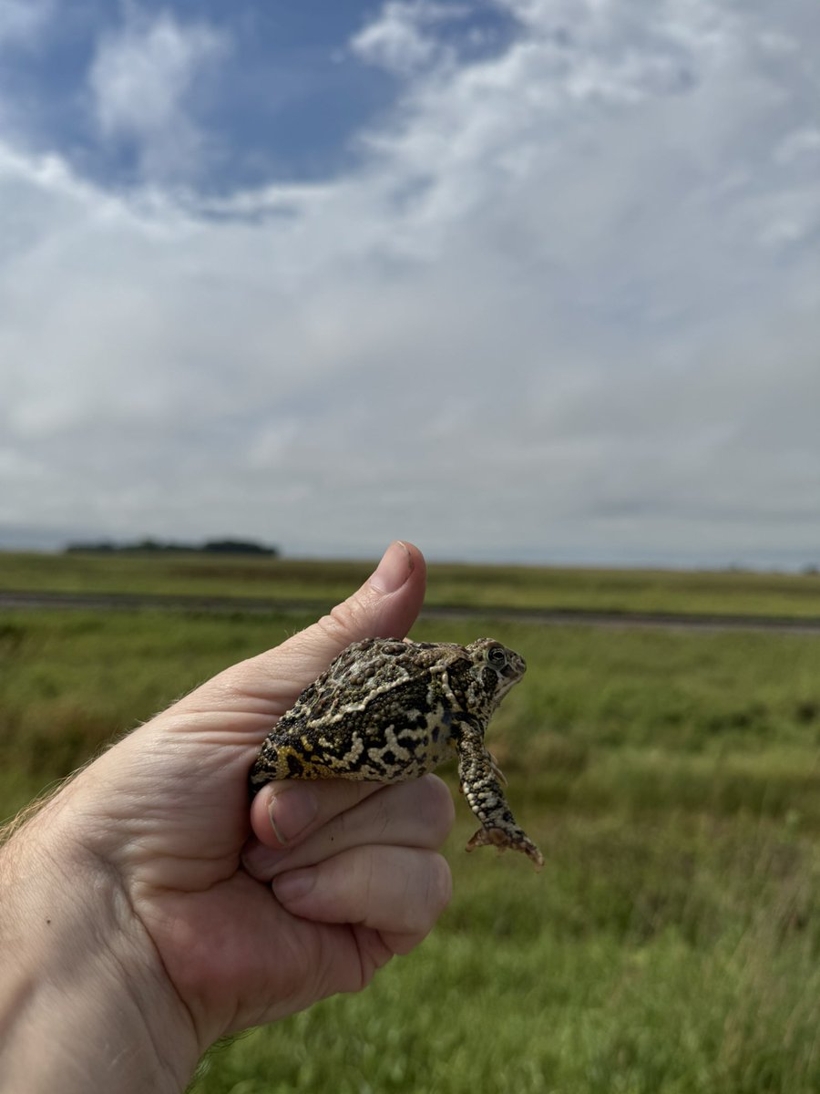 Way up in the northern reaches of the midwest the maple toad’s (Canadian toad’s) range creeps southward. I had ideal weather this morning for these warty anurans in Minnesota and North Dakota.