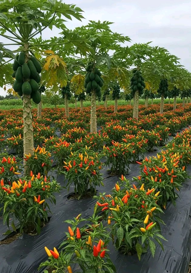 Papaya and  Chili Intercropping: The Smart Way to Maximize Land Use

This is more than just farming—it is a well-calculated system of productivity, and Felix Kemble, a hardworking farmer dedicated to chili cultivation, has embraced it with precision.

The papaya trees are spaced
