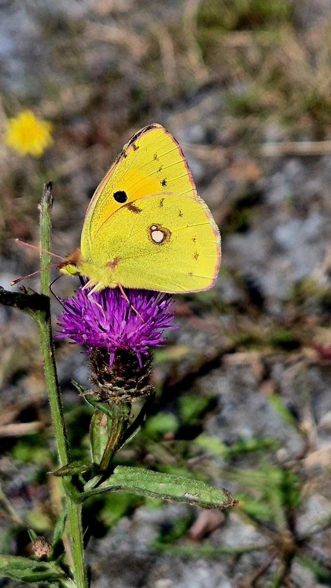 I have seen Clouded Yellow now at two sites on consecutive days. A few other sightings reported from the southeast, so there has been a small influx into Ireland over the last week.