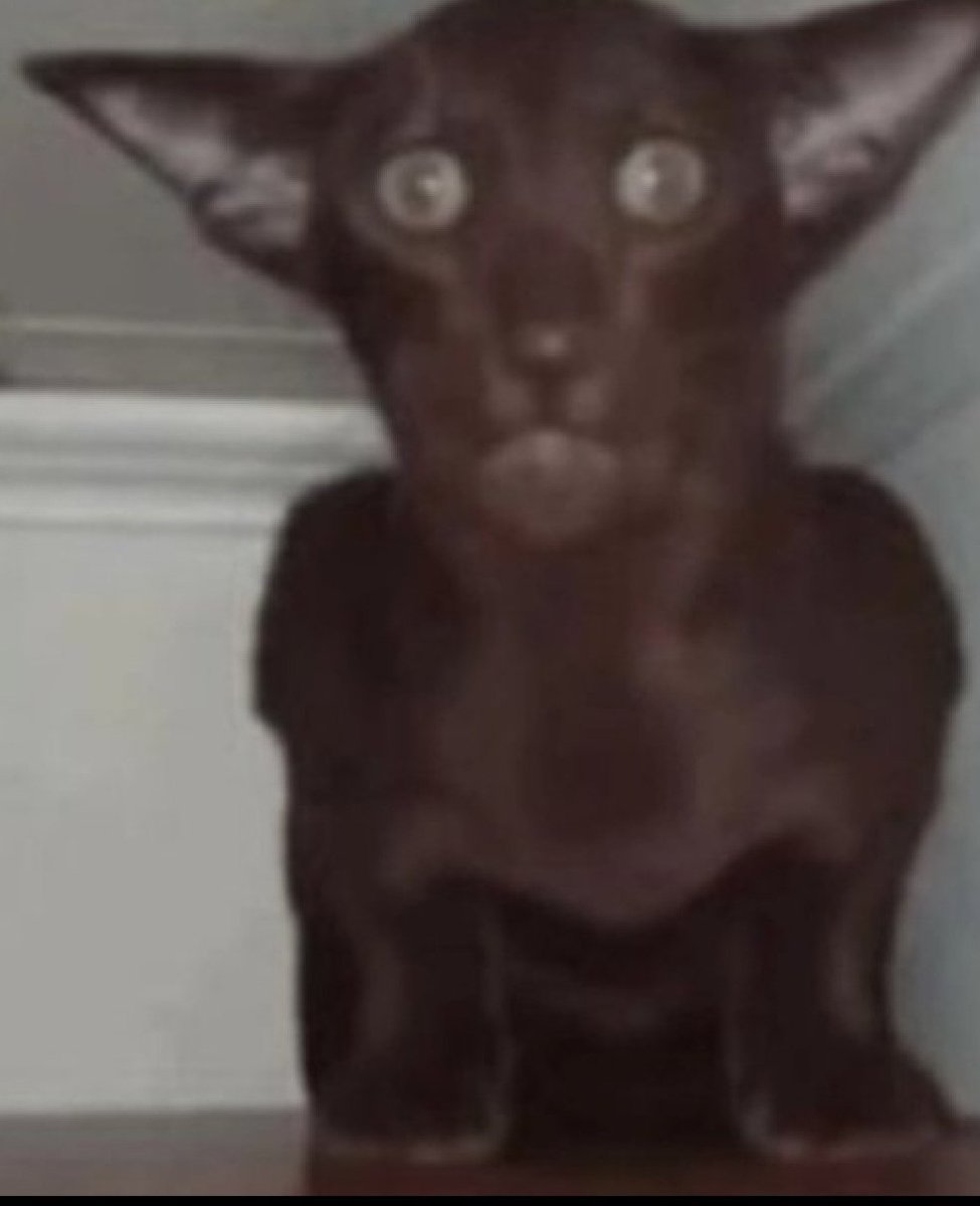 Snaihtniroccccc's tweet image. Minha nossa.