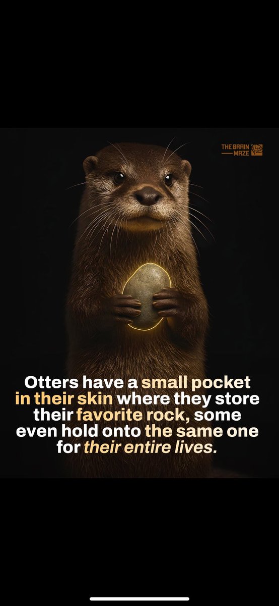 Otters sometimes keep the same rock for years, carrying it under their arm, rolling it in their paws, and even sleeping with it. It’s a simple example of how animals can form lasting attachments to objects.