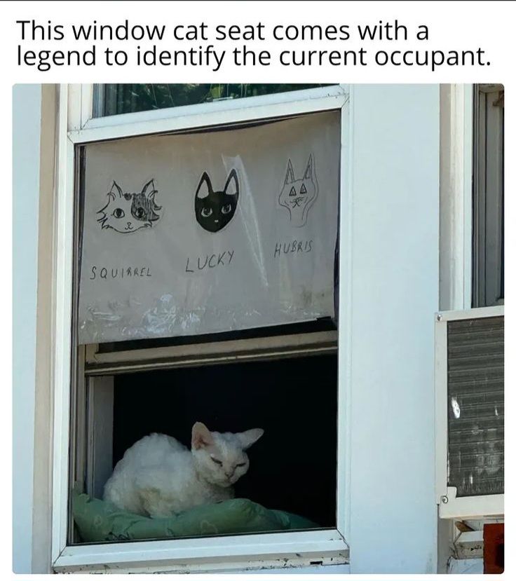 PostsOfCats's tweet photo. https://t.co/ZplU4qUtxF