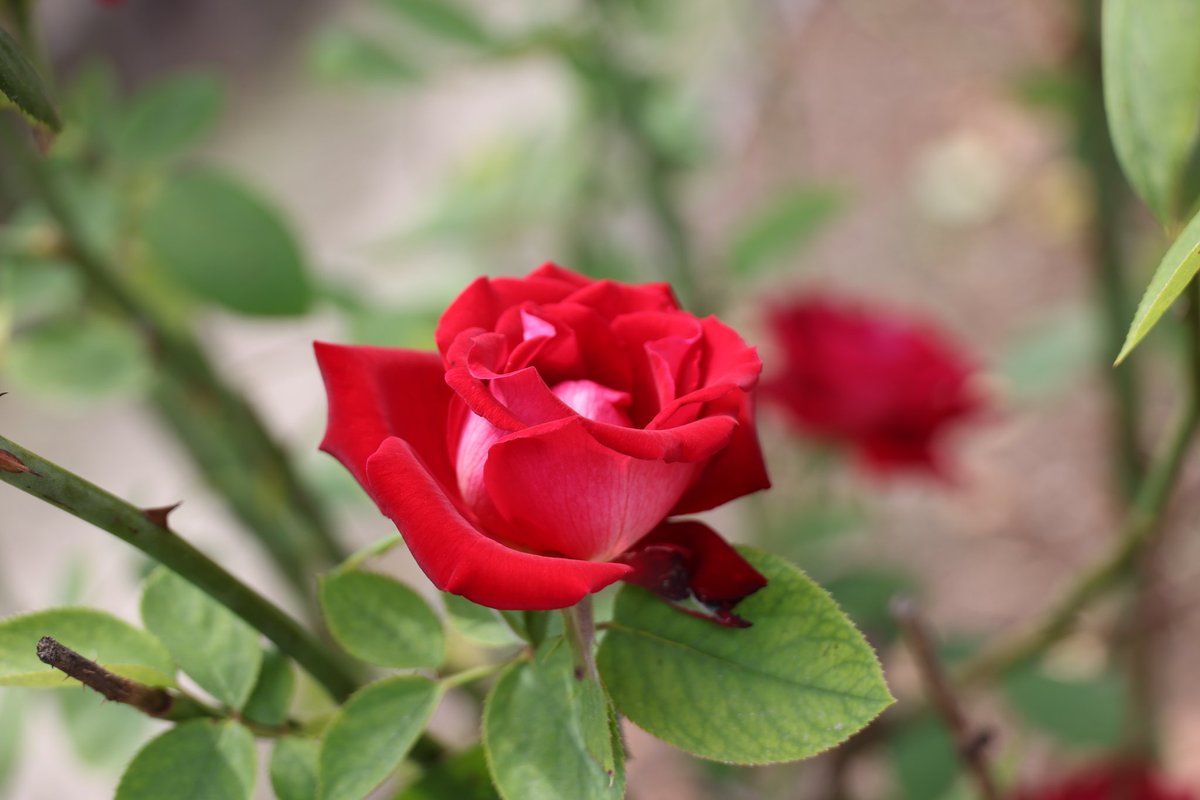 おはようございます。