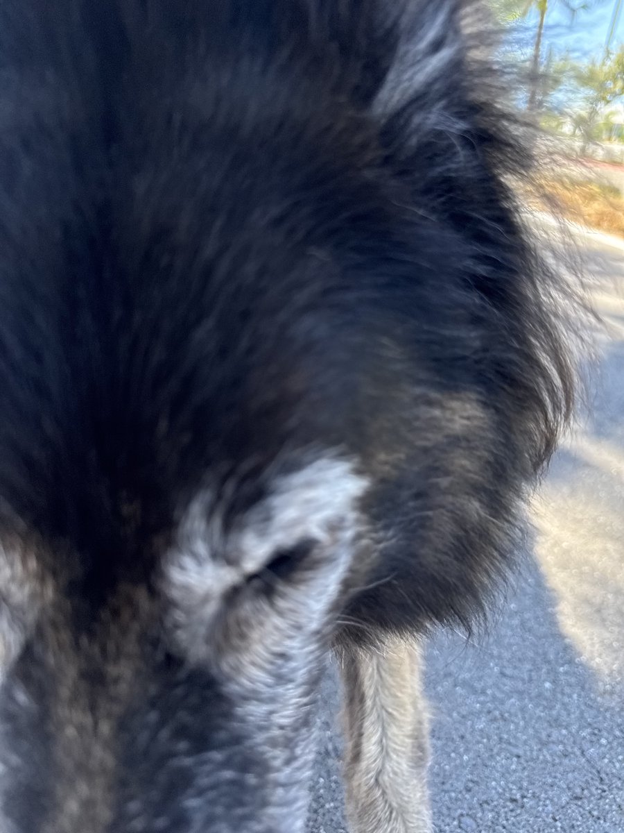 마야랑 머리 박치기해보세요