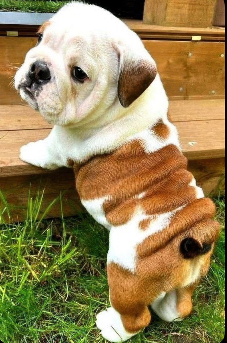 PuppiesIover's tweet image. You have to name him the last thing you ate.

Apple