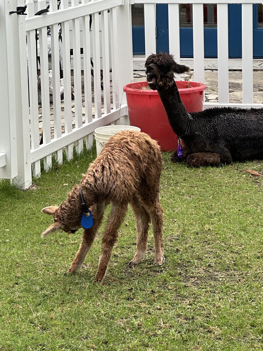 Matthias Smith, CEO - Pioneer Capital Advisory LLC (@sba_matthias) on Twitter photo Future generations might believe this was Warren Buffett and Charlie Munger
One’s laser-focused on chewing through undervalued grass, while the other is screaming timeless wisdom into a $2 Home Depot bucket Future generations might believe this was Warren Buffett and Charlie Munger
One’s laser-focused on chewing through undervalued grass, while the other is screaming timeless wisdom into a $2 Home Depot bucket