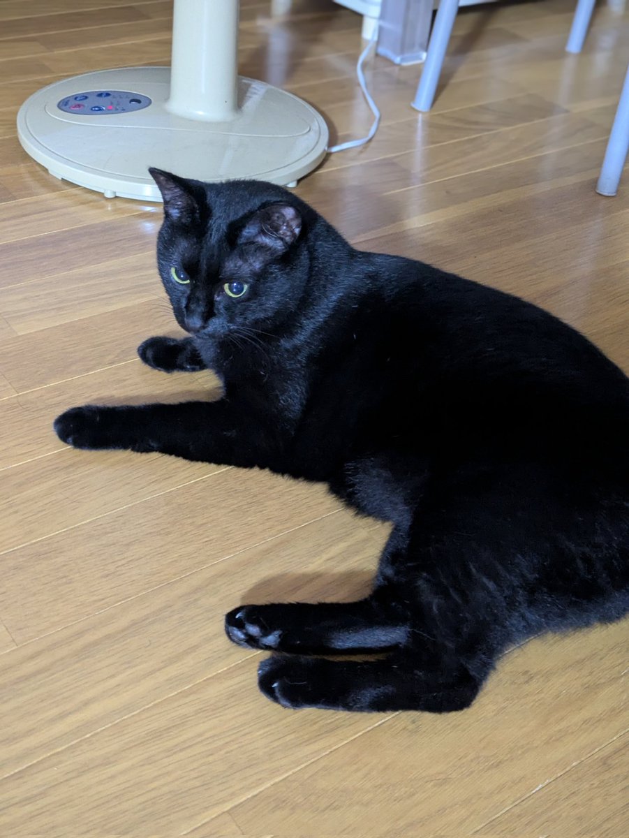 ⭕️黒猫さん専用　検討中 𓃠ハチワレ だいや＆黒猫 やまと𓃠 Daiya＆Yamato on X