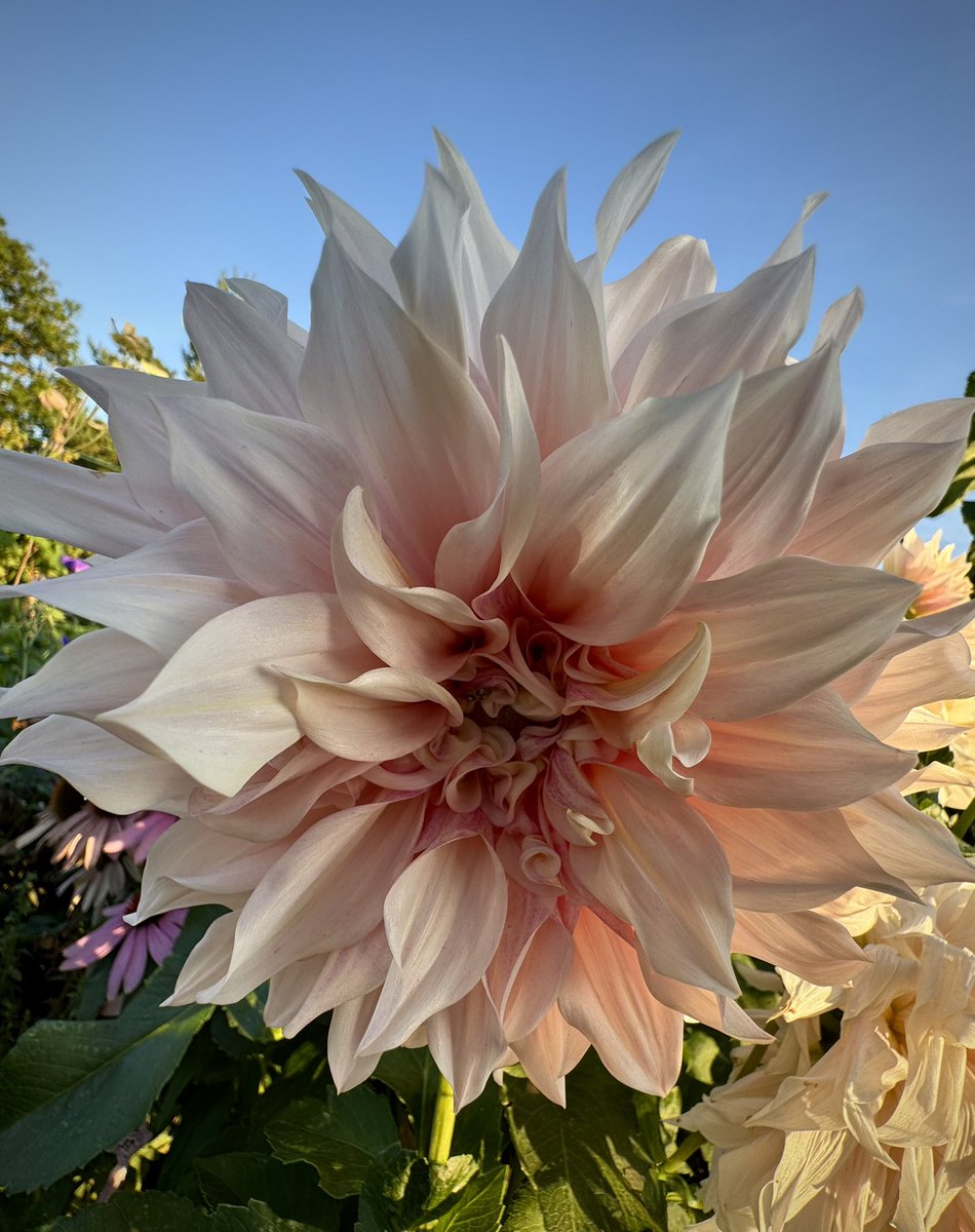 tjd19's tweet image. tonight&apos;s trio of watering delights...freshly cut sweet peas in a bee mug (seems fitting as a thank you to the bees 🐝) and two &apos;Cafe Au Lait&apos; Dahlias in the evening sun, just love &apos;em 💞🍃#plot24