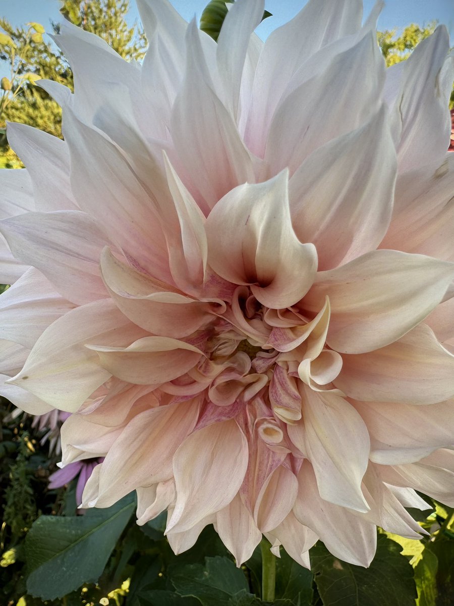tjd19's tweet image. tonight&apos;s trio of watering delights...freshly cut sweet peas in a bee mug (seems fitting as a thank you to the bees 🐝) and two &apos;Cafe Au Lait&apos; Dahlias in the evening sun, just love &apos;em 💞🍃#plot24