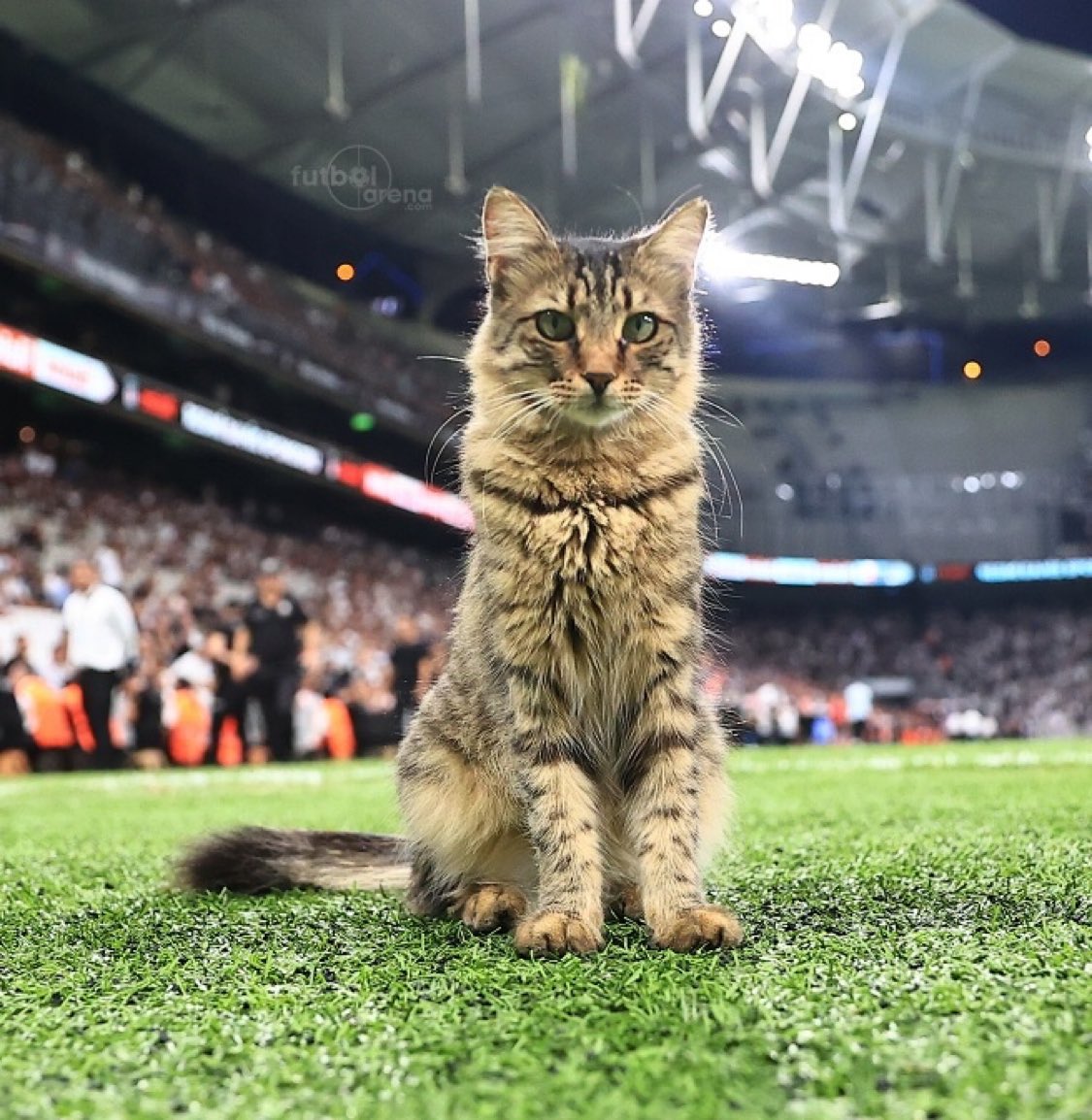Beşiktaş-Eyüpspor maçında sahada görüntülenen bir misafir. (Futbol Arena)