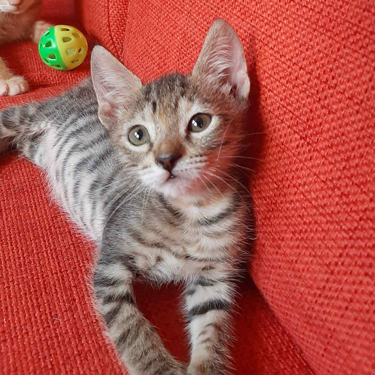#Teo e #Leo i due rossi (maschietti), #Mia la Tigratina, sono 3 fratellini di 1 mese #cercafamiglia . Sono a Roma e per richieste fuori regione arrivano anche al centro e nord Italia. Per adottarli, Gradito messaggio di presentazione WhatsApp Mariagrazia 338 841 6675
#Sonia