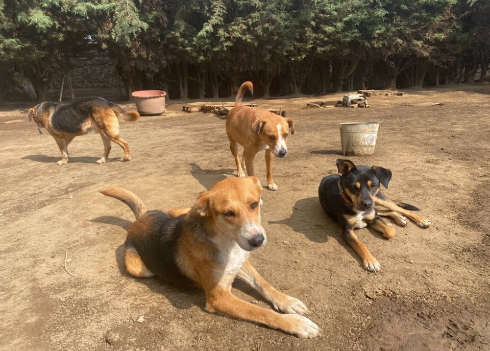 Tenemos un tema complicadísimo amigos: el dueño del terreno ya nos está pidiendo que nos vayamos, hace unas semanas nos pidió dejar entrar a los nuevos compradores y así lo hicimos pero ya nos volvió a escribir que esta semana van a tomar medidas y etc.😞😞😞😞😞😞
Amigos muchas