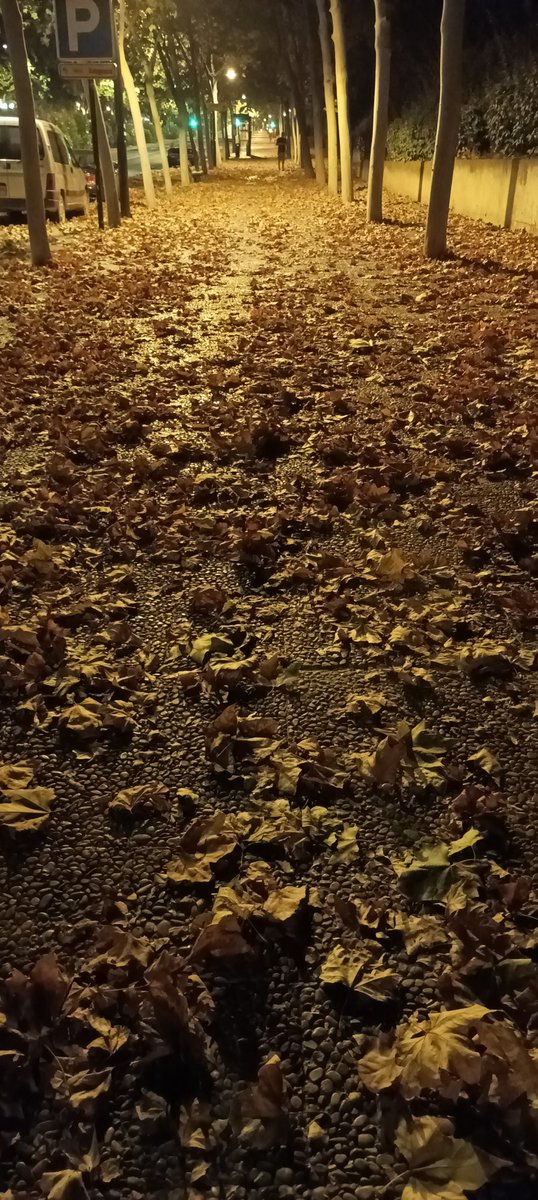 No es el otoño: son las hojas secas por semanas de calor extremo.
A las once de la noche, en esta avenida junto al parque de Delicias de Zaragoza, 37°. La otra noche, a estas horas, junto al parque  Grande, 40 °.
Ya no hay olas sino océanos de calor.