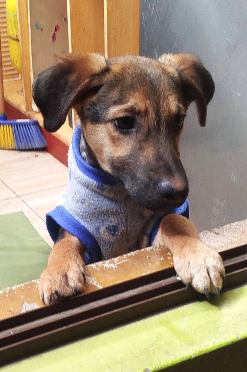 Hermoso bebito rescatado en adopción responsable. Será de tamaño mediano. Si deseas darle un hogar para siempre, comunícate al +56941737274. Favor RT!
#EstaciónCentral