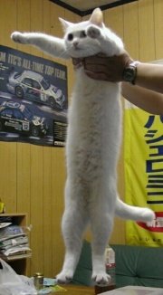 Here's a random cat picture from the almighty google

Also, I'm currently abducting a gigantic beer can on an UFO, more to this tomorrow