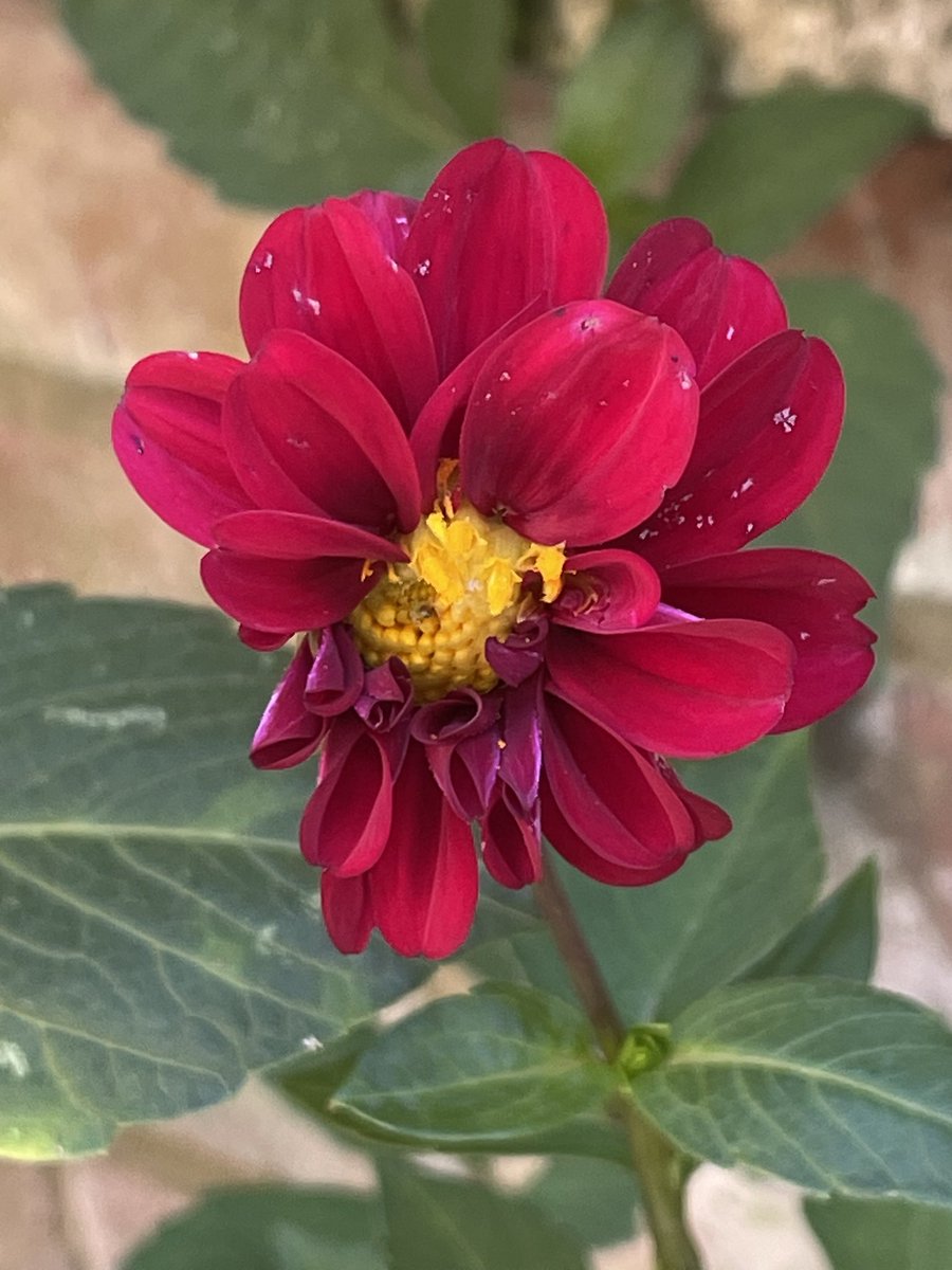 Look at this ugly brighter! Just to prove not every flower is beautiful. 

I am plagued by wrongly labeled dahlias this year (growers fault) So annoying after months of growing on, feeding &amp; watering &amp; my old favorites haven’t flowered yet either! 
#dahlia #garden #gardening