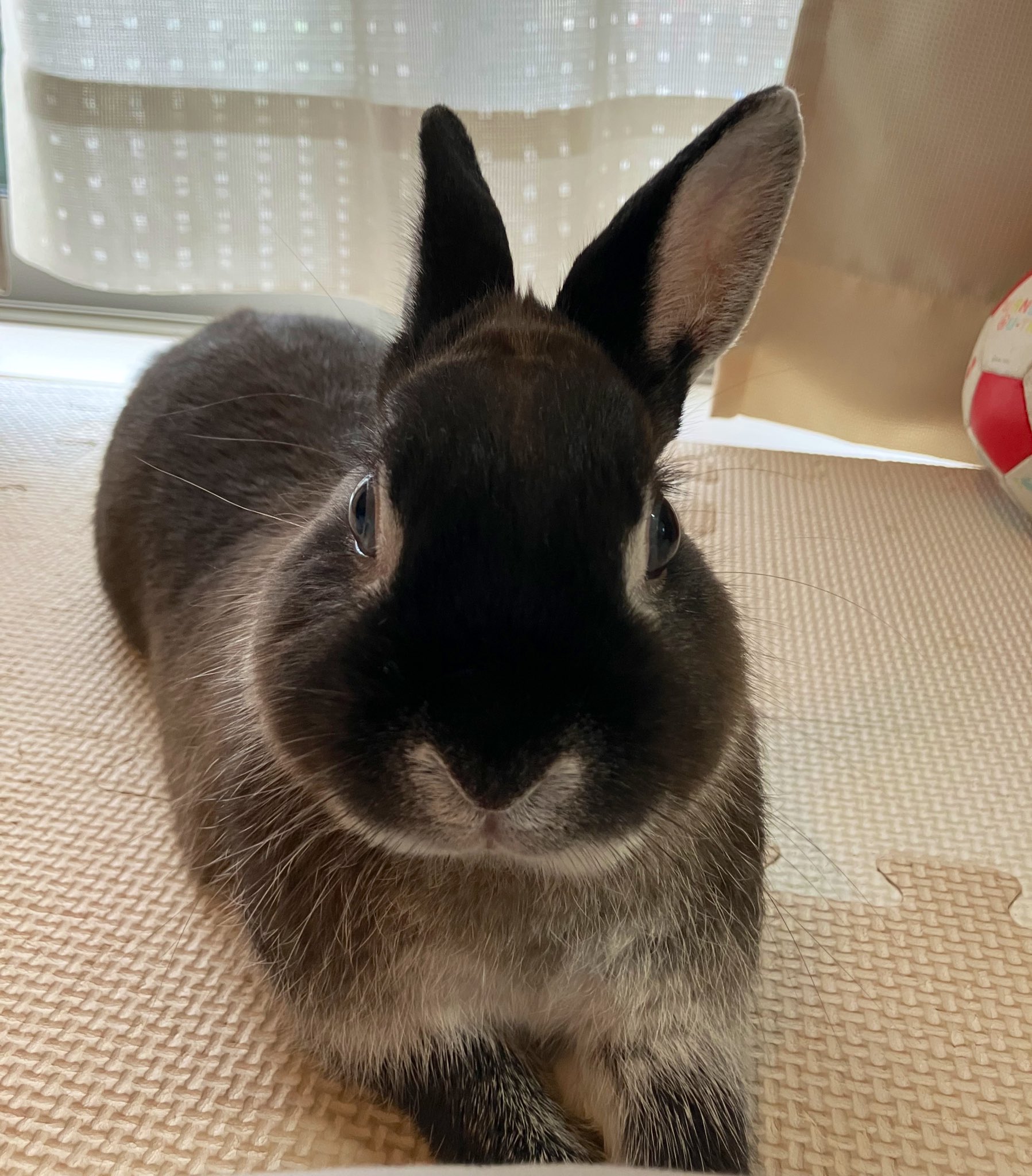 うさぎ様 なんか、おとちゃん前よりムチムチになった？？😳 #月うさぎの里