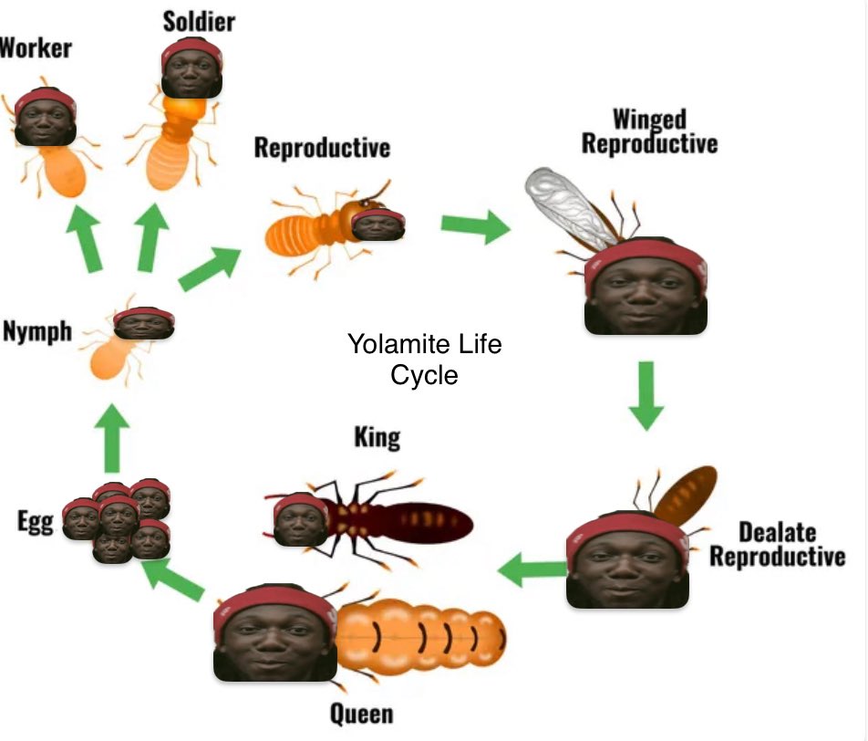 beastdontsleep's tweet photo. 🚨🚨⚠️⚠️Warning ⚠️⚠️🚨🚨

A new insect has been seen around US &amp; Canada it’s called a “Yolamite” beware it bites and lay millions of eggs. It loves dark and wet environments for some reason it loves C02 gas @YolaVerse https://t.co/iscquDm6c4
