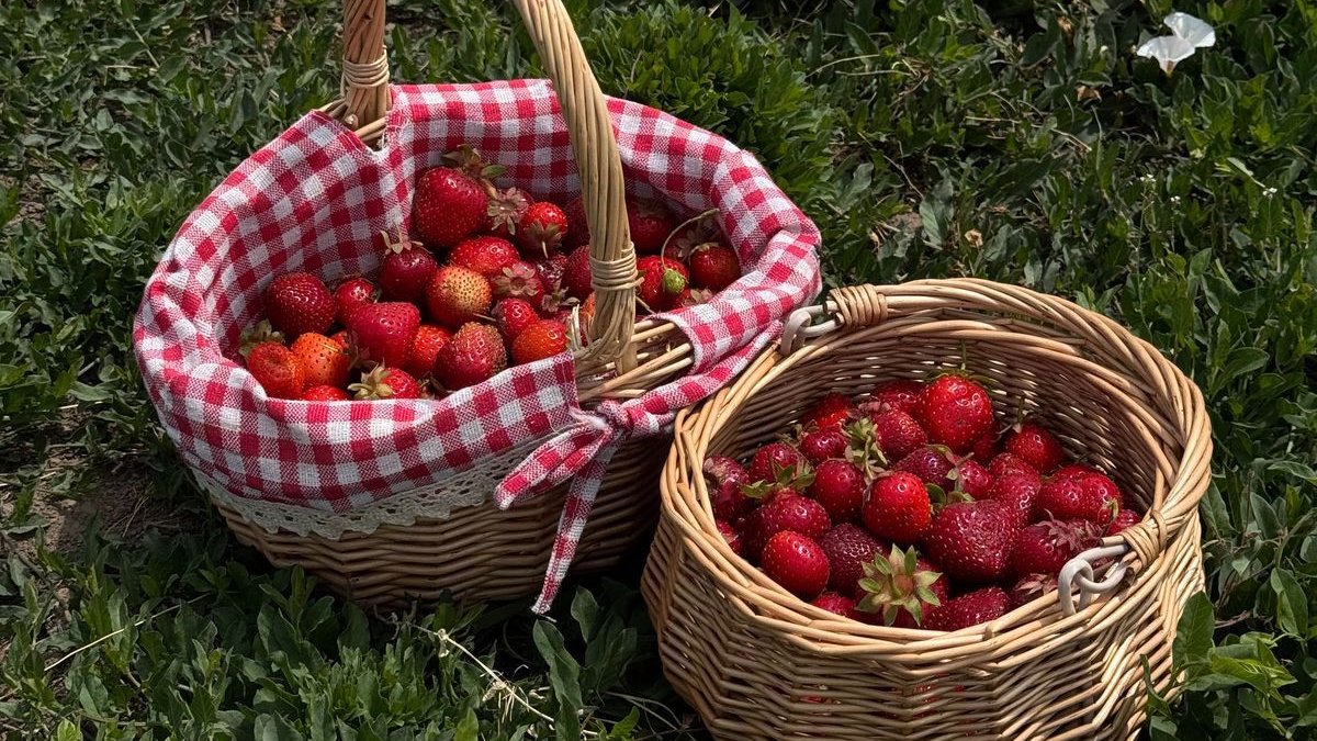 greenvibe's tweet image. strawberry