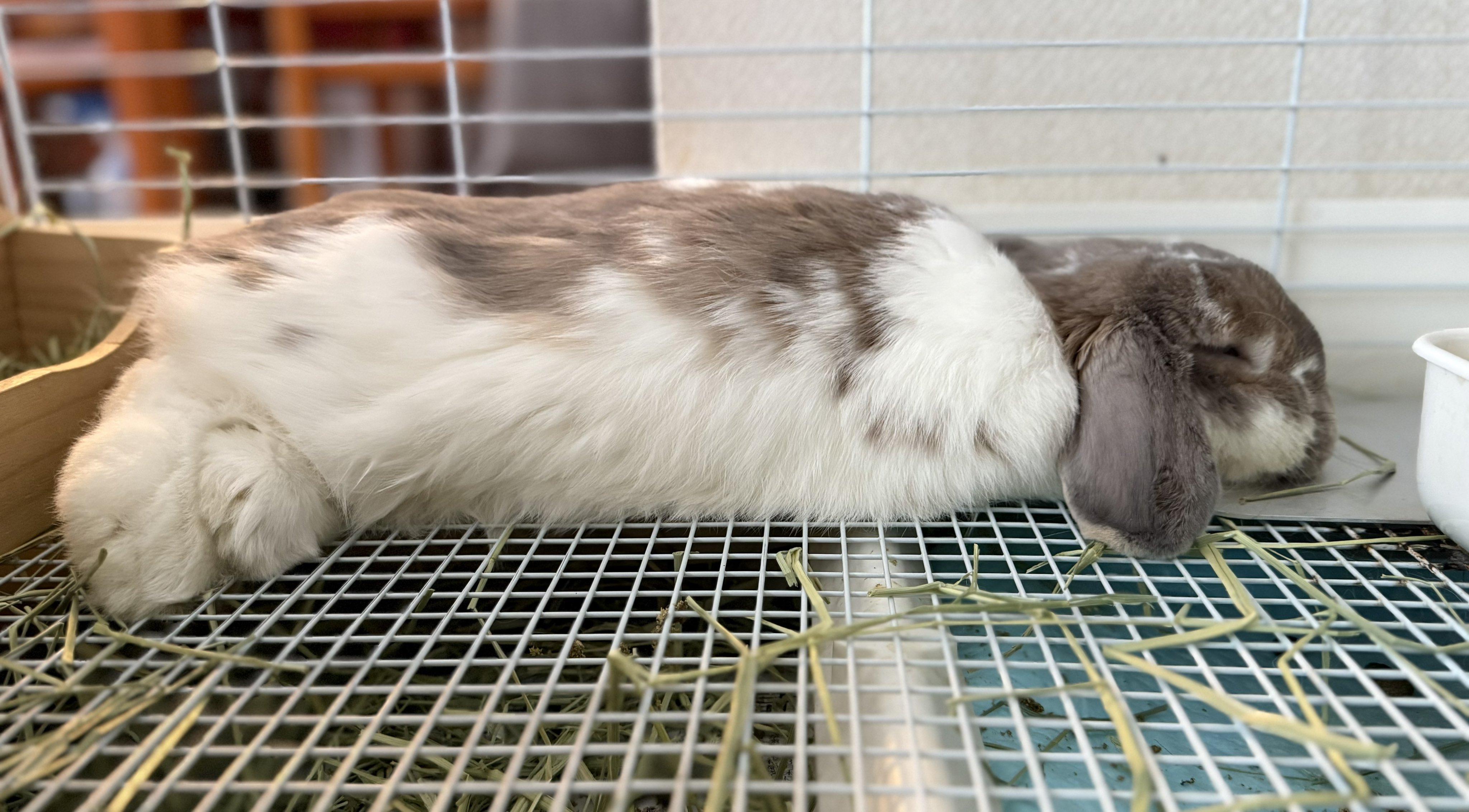 うさぎのミミちゃん🐰 on X: 