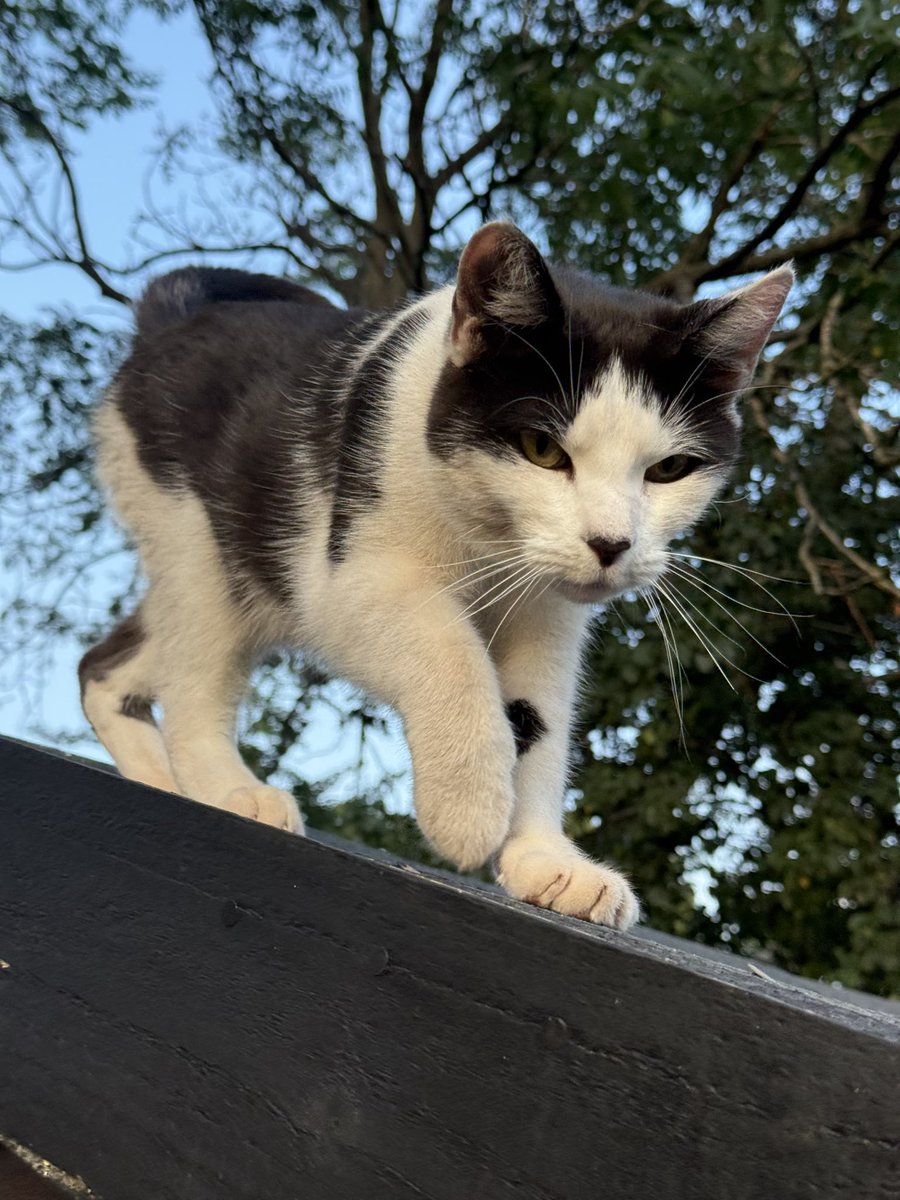 Spud taking over crows nest duties at the allotment.