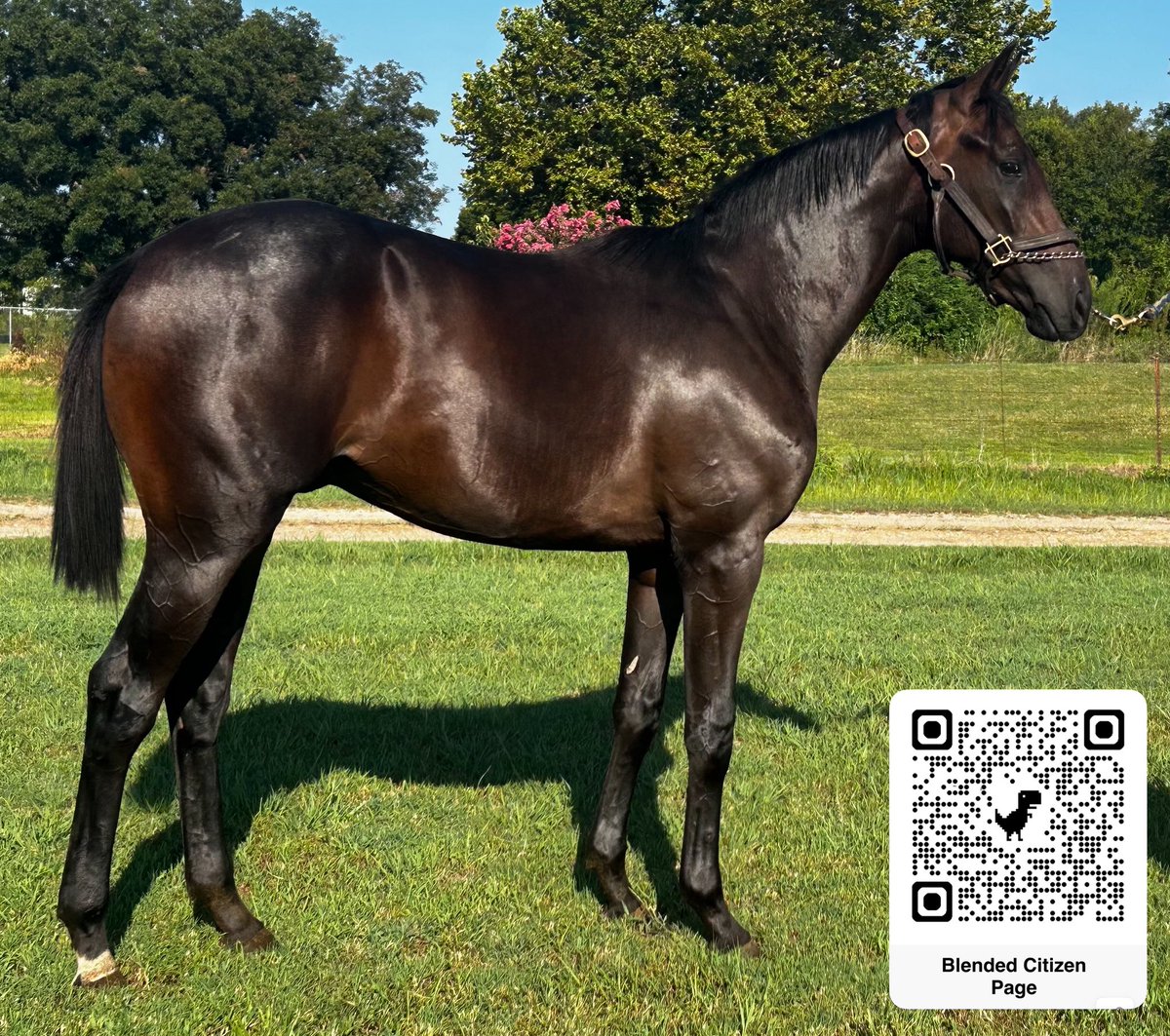 This colt hip #223 at the upcoming <a href="/TTAtexas/">Texas Thoroughbred</a> yearling sale is o/o Fifteen Church(Harlan’s Holiday) by MGSW Ok accredited Stallion Blended Citizen! Consigned by <a href="/vinerysales/">Vinery Sales</a> in Barn D1. #dmwrs #okbred #yearling #tta #letsgo #horseracing