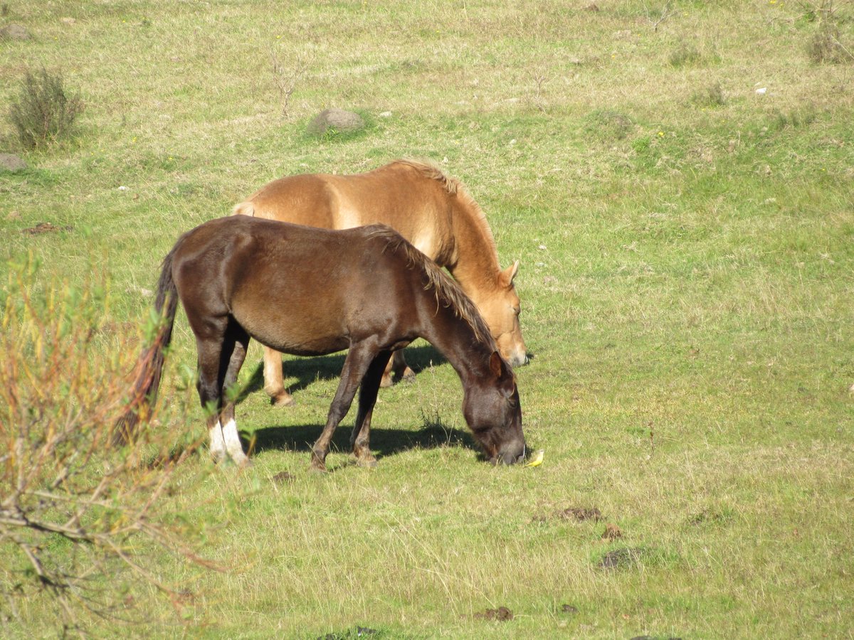 Tríptico de #LunesDeCaballos 
<a href="/Mili_Herrera_H/">Milagros Herrera</a> y su acaballo.uy de caballos mansos 
<a href="/earzua/">Kike</a> <a href="/baez_meroni/">Esteban Báez Meroni 🇺🇾</a> <a href="/gallone_marcelo/">Marcelo Gallone</a> <a href="/CharlesDVM/">Charles Coubrough 🐴🐮🐑</a>