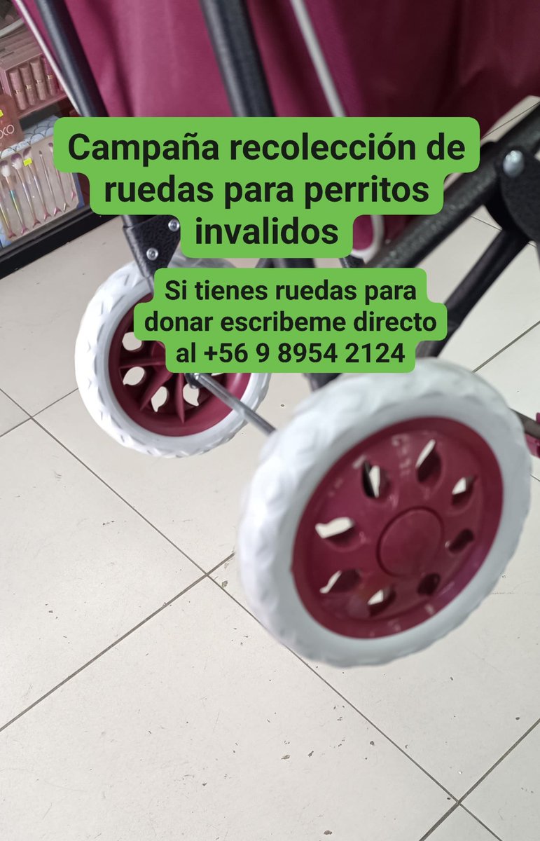 ❤️#Peñaflor Se está realizando una campaña para reunir ruedas y así fabricar carritos que ayuden a perritos con discapacidad. Angélica y su esposo se dedican a esta noble labor y siempre necesitan ruedas 🙏.

Contactar al:  +56 9 8954 2124.

<a href="/carolinapinoc/">Caro 🌲 C.</a> <a href="/PerrosPlazaHuem/">Perras Tuiteras🐾 Barrio Franklin 🇨🇱🐶🐱</a>