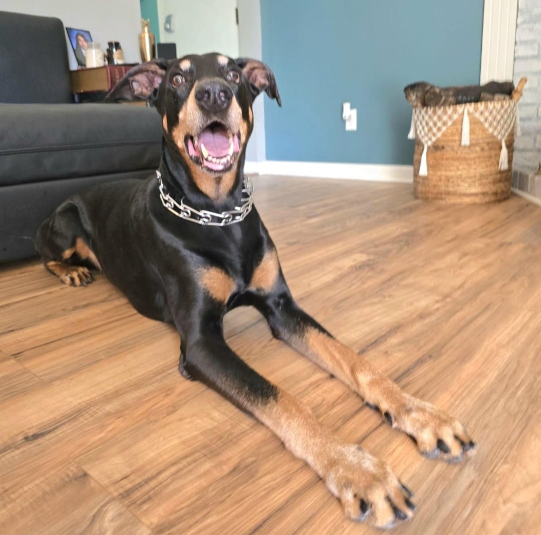 SatoDogs's tweet image. 🔴URGENT FOSTER OR FOREVER HOME NEEDED for KOBI🔴 OR he will be surrendered to a shelter! 11 yrs old, super friendly, sweetheart,  and chill.  In Puerto Rico, it can be transported to NY,  NJ,  CT,  PA  ,or RI. miraclesforsatosrescue.org
#dobermanrescue #doberman #FostersSaveLives
