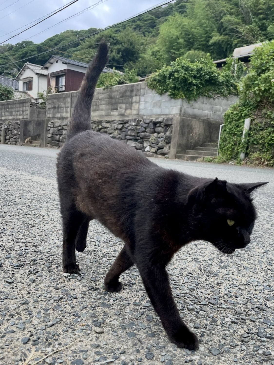 相島猫の会 on X: 