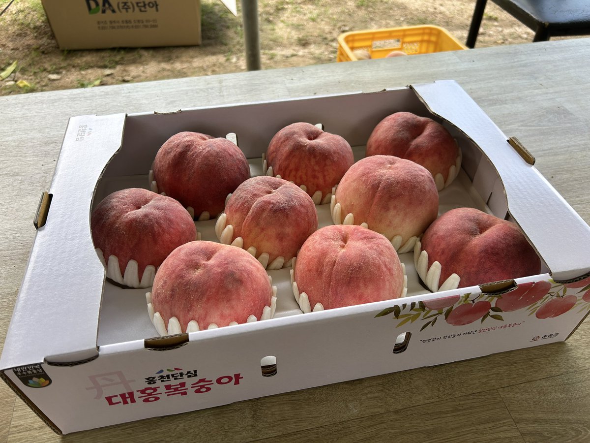 아빠가 은퇴 후 복숭아 농장을 하고 계신데 판로를 찾지 못해서 애를 태우고 계십니다😭 진짜 아삭하고 맛난 복숭아인데 관심있는 분 계실까요🥺

#복숭아 #딱복 #홍천대홍복숭아