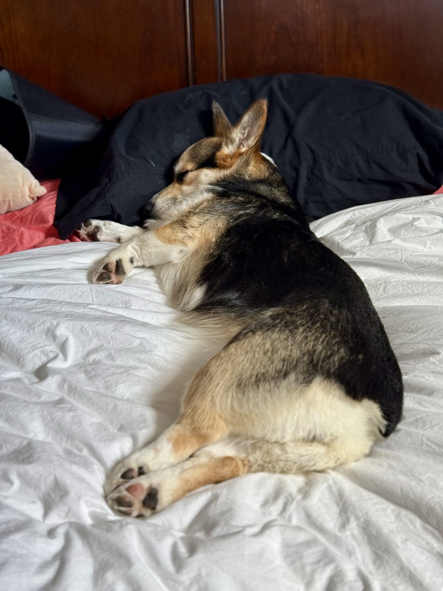 You know Luna is tired when she lays on a pillow to sleep. #corgi