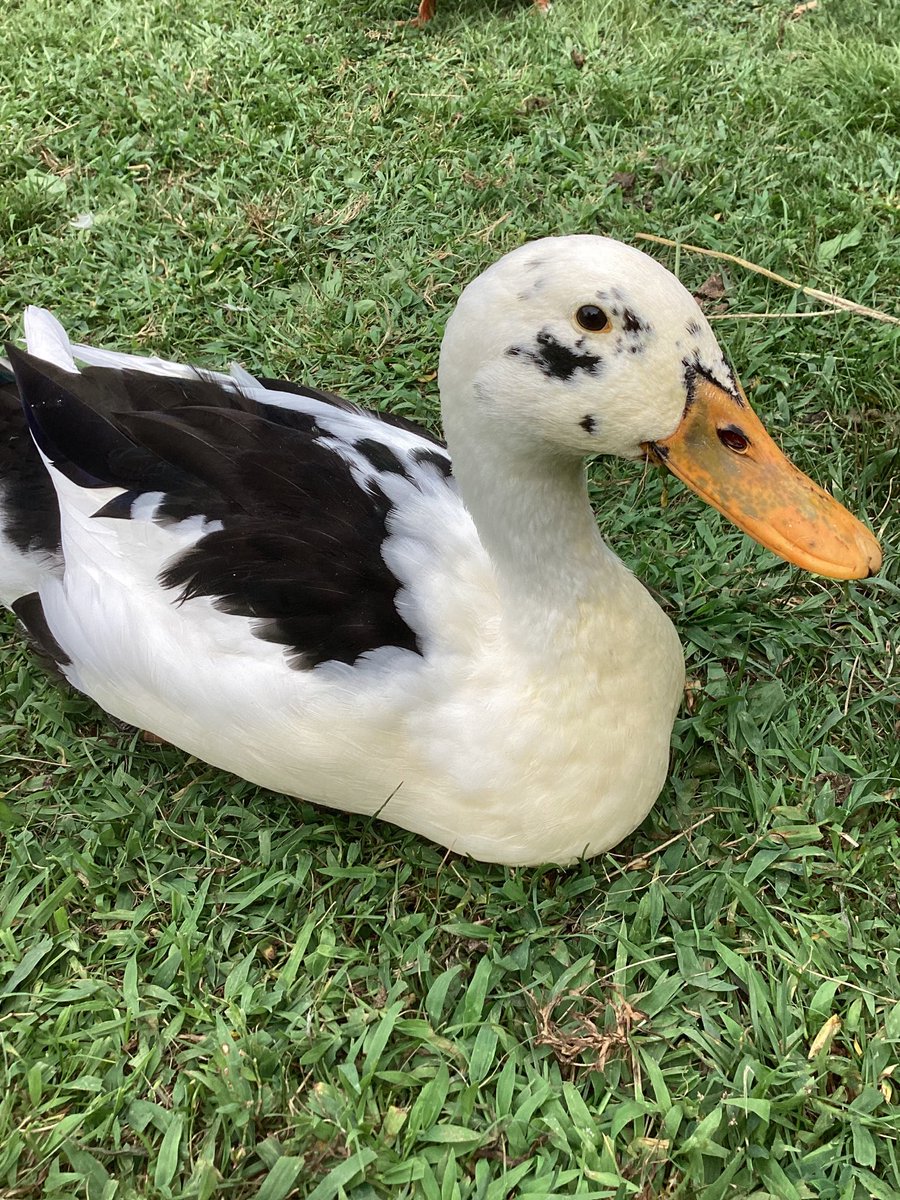 JanisD19's tweet photo. If Dalmatians were a duck breed. Happy#MallardMonday from Clemson ❤️ https://t.co/xG8VWdQmS2