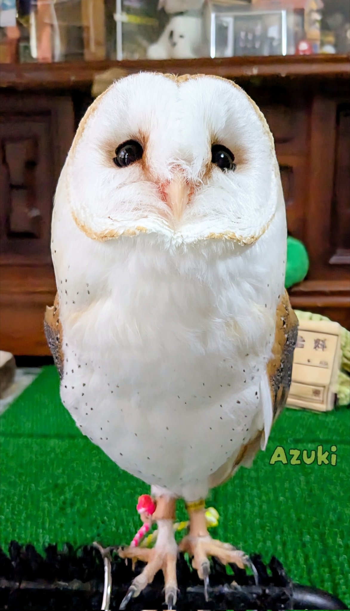 【G　ふくろうおばあちゃんの日向ぼっこ】 走るフクロウとおばあちゃん】「えっほ、えっほ」軽快なフクロウ