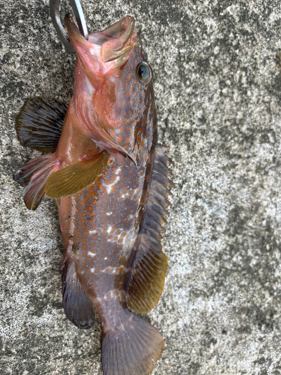 imashibu3da's tweet photo. 朝活でキジハタ🎣 https://t.co/gYImwgvJyp