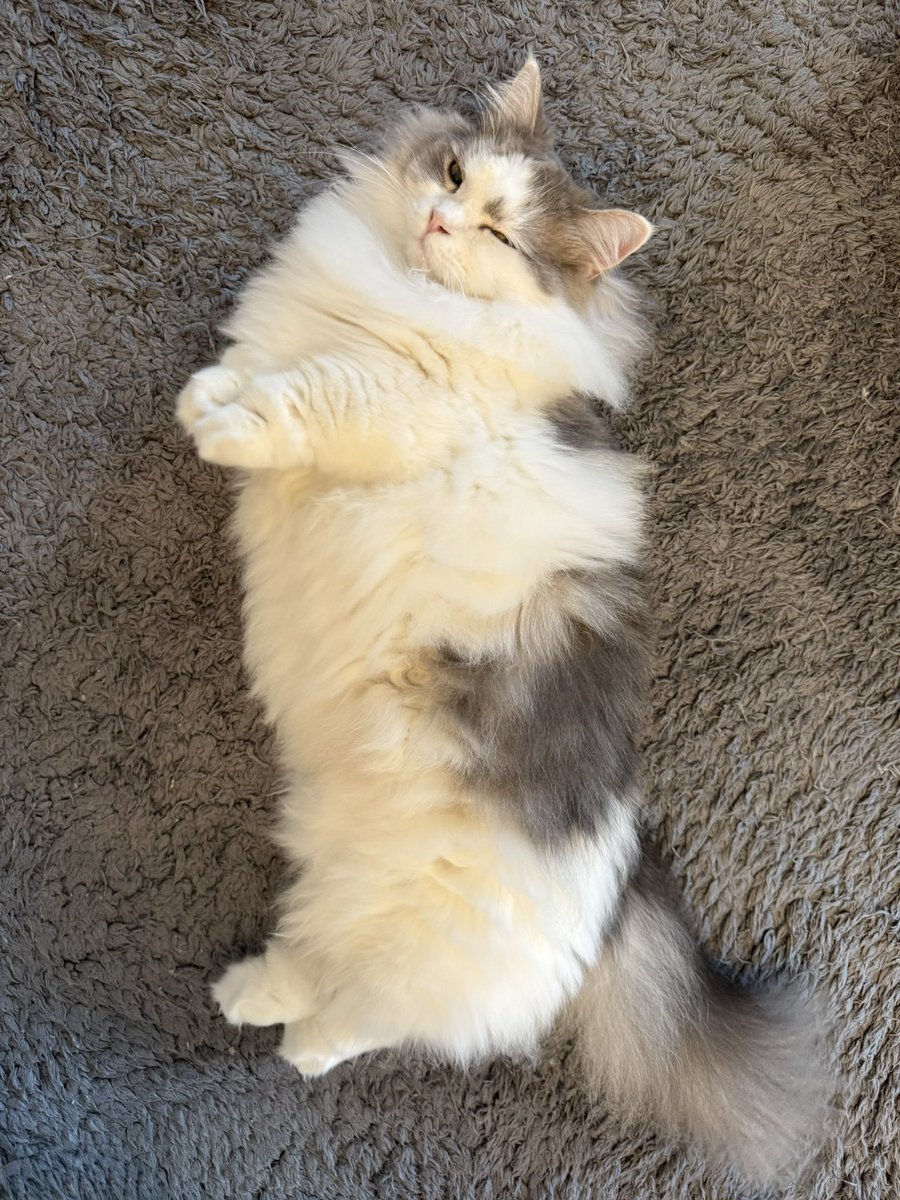 今日からお仕事のみにゃさま、薄目で乗り切るニャ( >ω∂ )☆