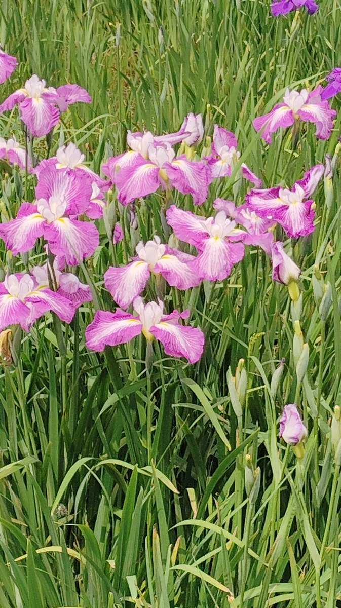 ハナショウブ
#TLを花でいっぱいにしよう