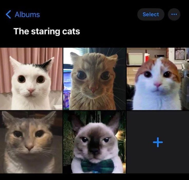 PostsOfCats's tweet photo. https://t.co/WBeO5nM8O3
