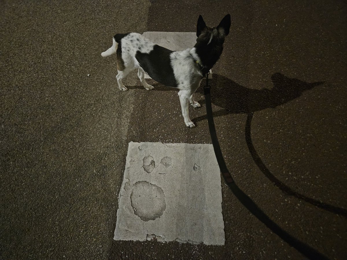 Fikkie uitlaten. Dorpstraat