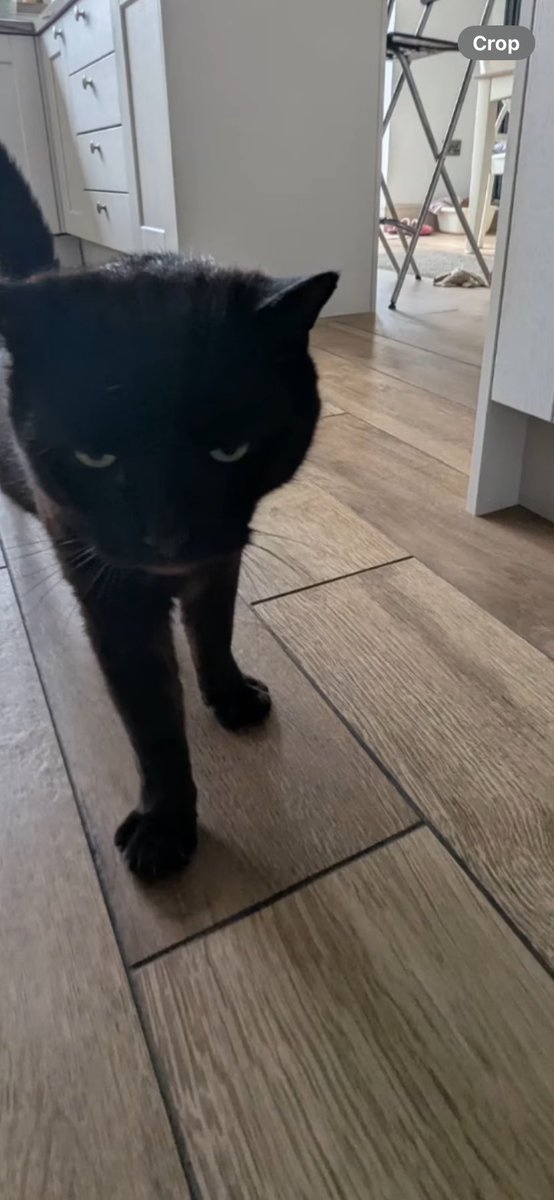 mickgomery02's tweet photo. Clubbing girls are cat-coded: they linger, brush past, give you the signal… then when you talk to them, it’s ‘who are you again?

#cats https://t.co/jKAQNFq7mb