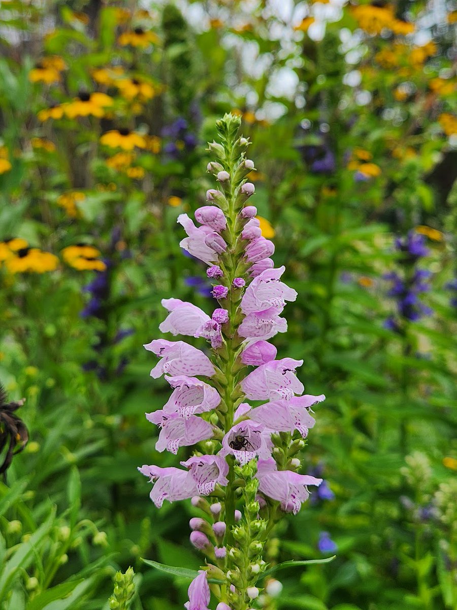 Look at this ant in its little flower high rise apartment
💚💛🧡💜🐜