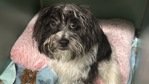 MeowMiya88's tweet photo. 📢🇺🇲🗽Please RT🚨 
30 #NYC #cats #dogs need to be rescued by 12pm Tues August 19⏳ 
🆘️EUTH AT RISK BECAUSE ABANDONED🆘️ 
Adoption/Foster/Transport inquiries📲 
Adopt@nycacc.org MLD1nycdogs@gmail.com Nycurgentcats@gmail.com Info@amsterdog.org 
https://t.co/CoGBeXM38e https://t.co/nd00Xl4Fo9