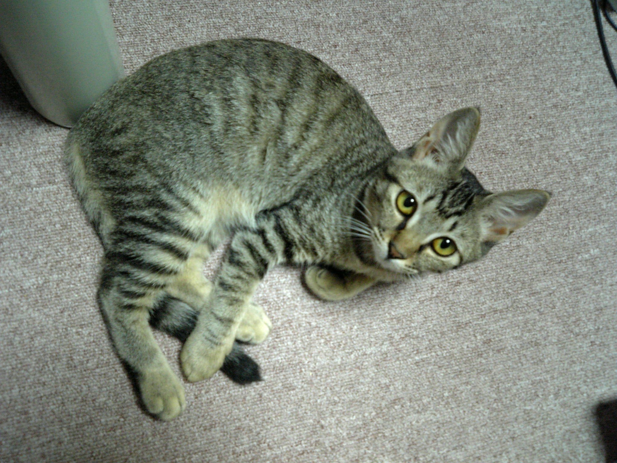 野良猫キング YdOrmnUr_200x200.jpg