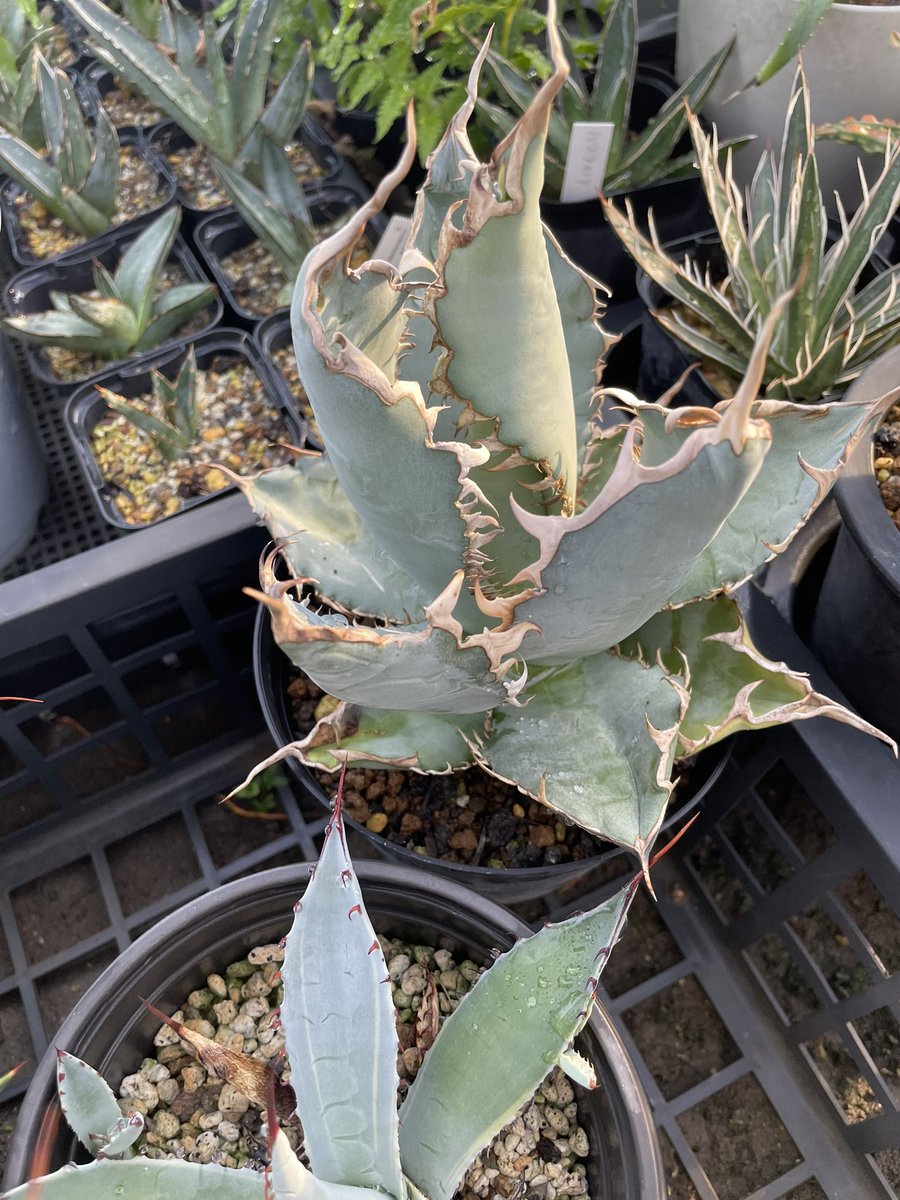 アガベ user_6d9a0291 agave - Search / X