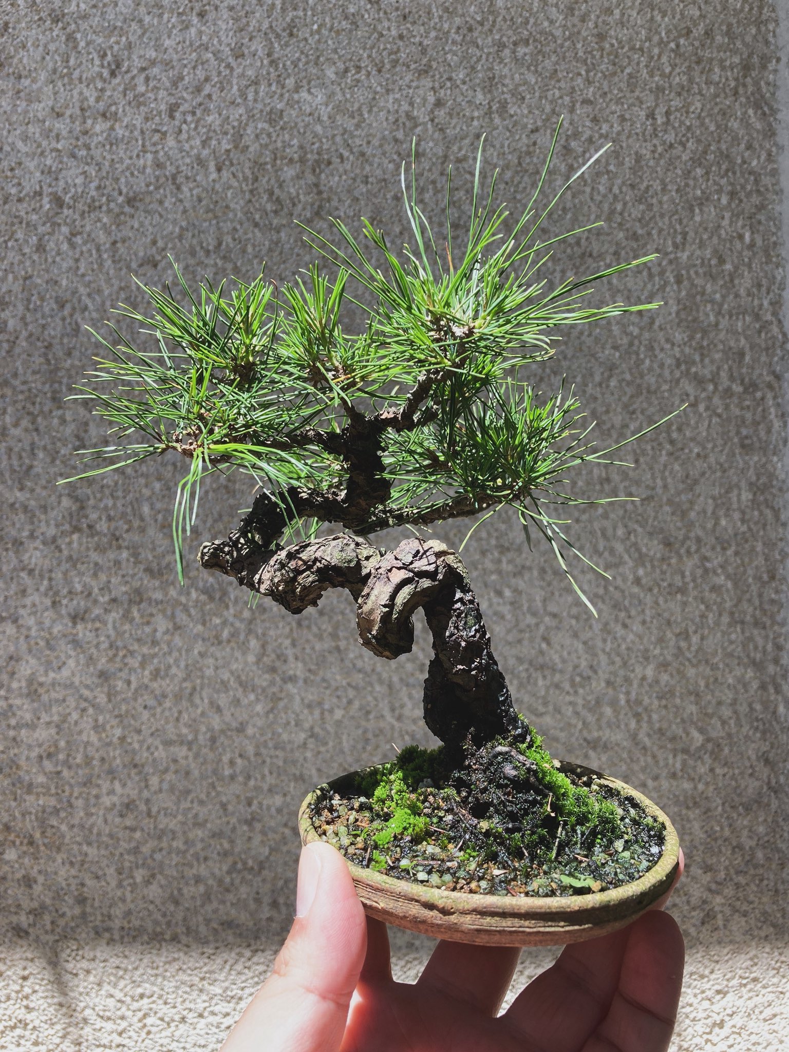 超希少 珍品 奇妙な葉性 折鶴松 折り鶴松 赤松の変種 根張り良い足元