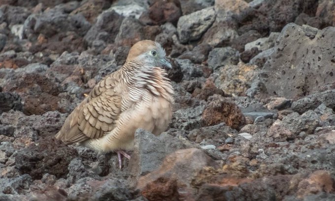 a_london_pigeon's tweet image. Zebra Dove (Geopelia striata) on volcanic rock #Hawaii  
Zebra Doves were introduced to Hawaii in 1922 and are  nowadays common on all the main islands 
📷  Pomax @TheRealPomax  #December2016